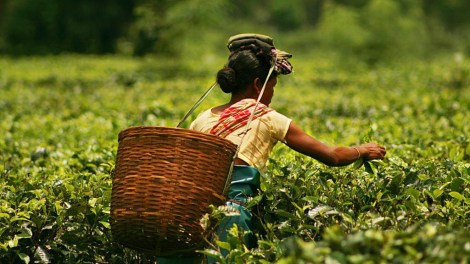 tea worker