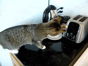 toaster-cat