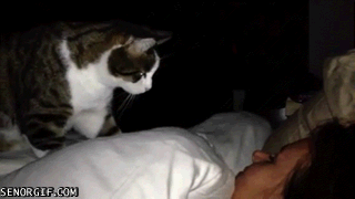cat-wake-up