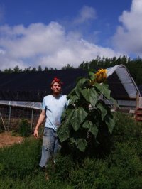 Andy Charlton, Grist fan and sunflower wrangler.