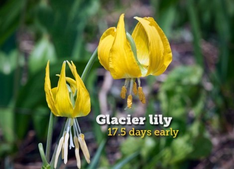 glacier-lily.jpg