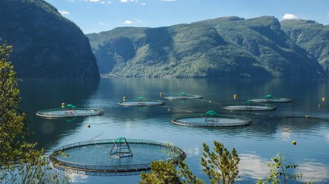 This is what a salmon farm looks like, in case you wanted to know.