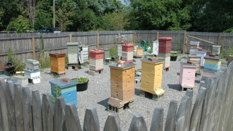 The Burgh Bees Community Apiary offers urban beekeepers the opportunity to keep their own bees without having to worry about city regulations.