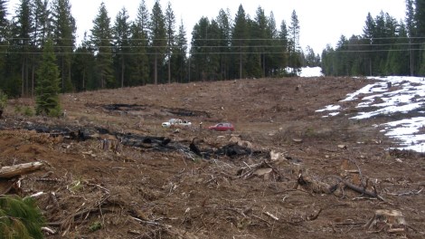 Clearcutting in in Tuolumne County