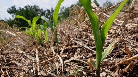 corn growing in stover