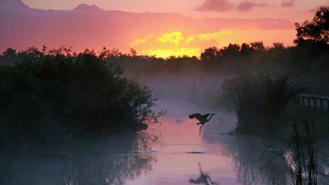 florida-everglades-heron-sunset