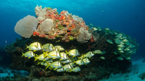 great-barrier-reef-ocean-fish