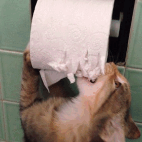 cat-eating-toilet-paper
