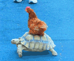 chicken-turtle