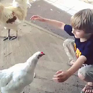 hugging-chicken