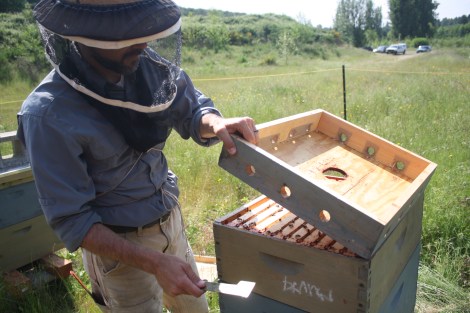 Bob Redmond tends to the beehives.