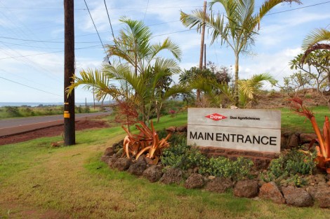 Dow on Kauai