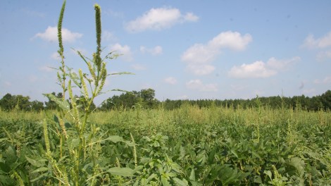 A field dominated by palmer amaranth, or pigweed