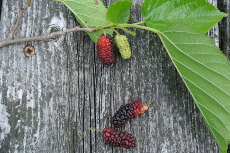 berries3