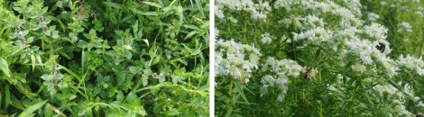 Wild field mint, left, and mountain mint.