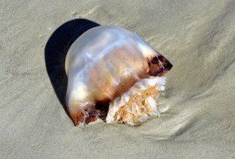 Jellyball, the carrot of the sea?