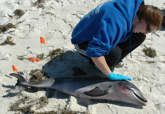 An unusually high number of young bottlenose dolphins died in the Gulf of Mexico between January and April 2011.