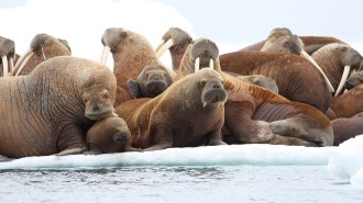 Adult Female Walruses on Ice Floe with Young, Eastern Chukchi Sea, AK, USA