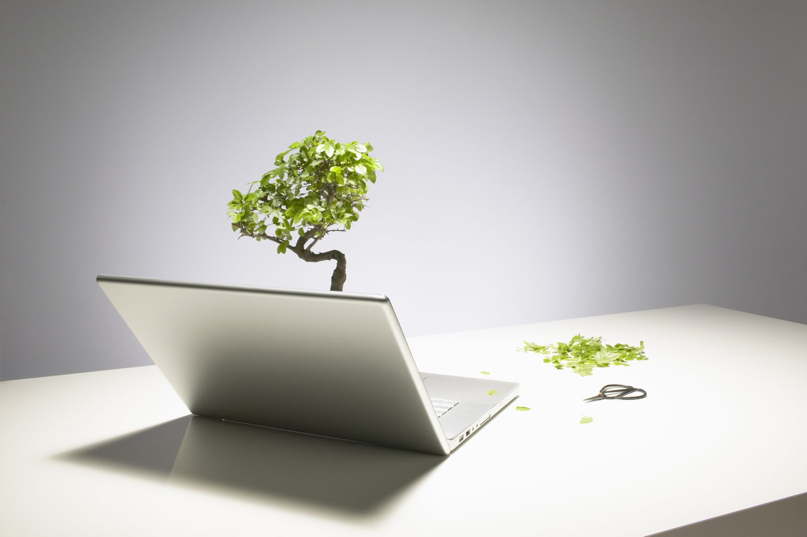 Clipped bonsai tree growing from laptop