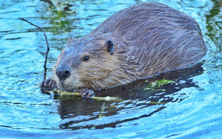 Wild beaver in Wyoming