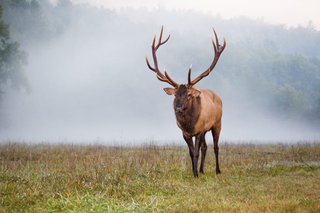 Full size male elk in North Carolina in Fall