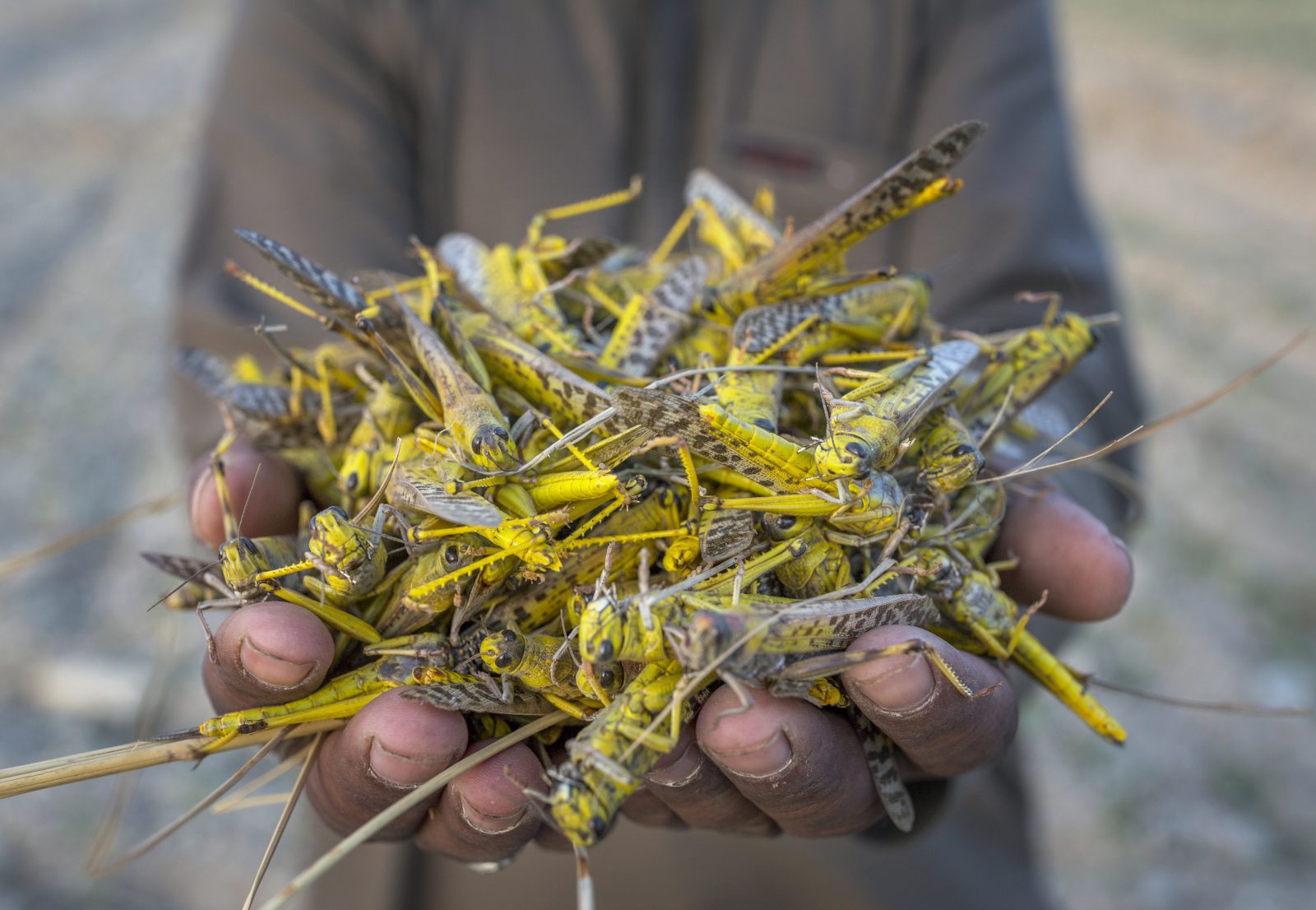 A Group Of Locusts