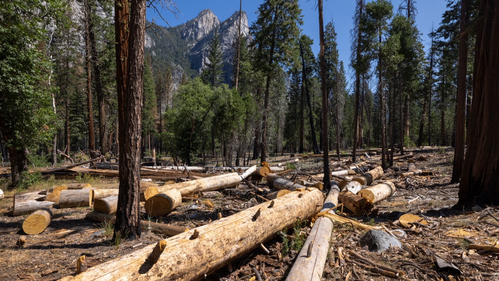Photo showing cut trees in Yosemite Valley, California