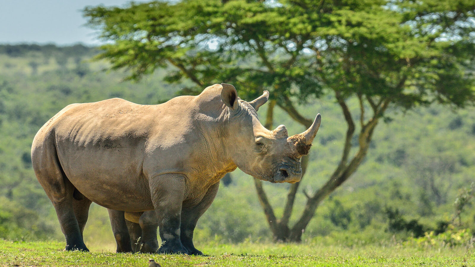 A white rhino stands in a field