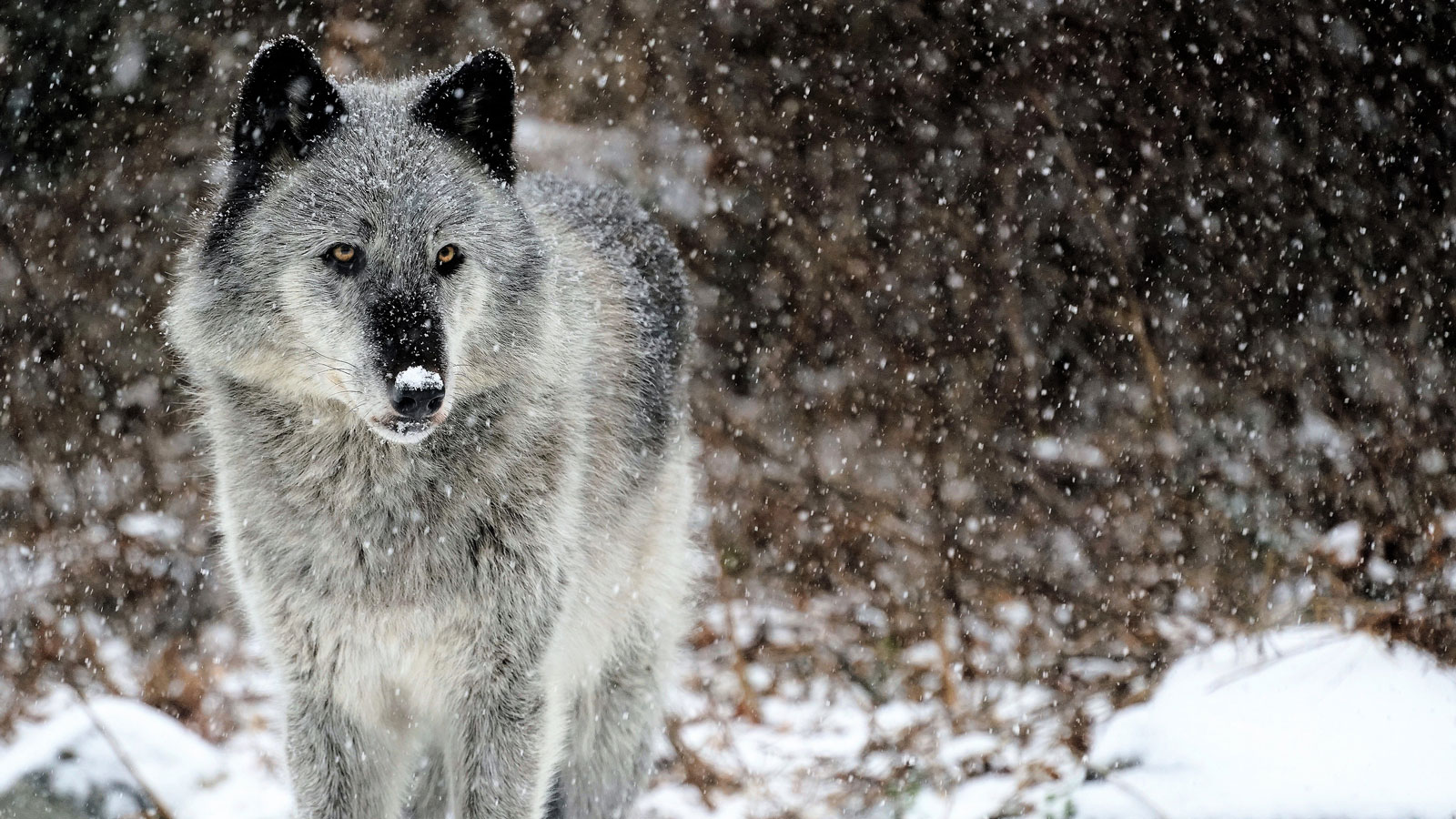 Wolf stands in snow