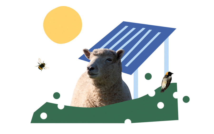 Sheep sitting beside solar panel