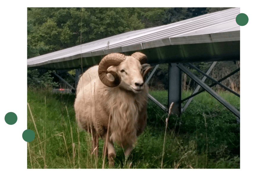 Sheep standing beside solar panels
