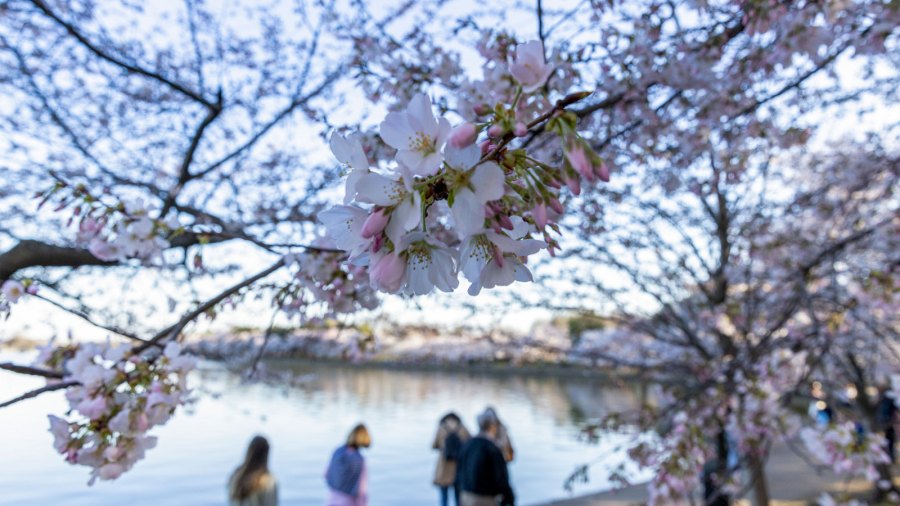 Guests converge on the Tidal Basin to check out the cherry blossoms in Washington, D.C.