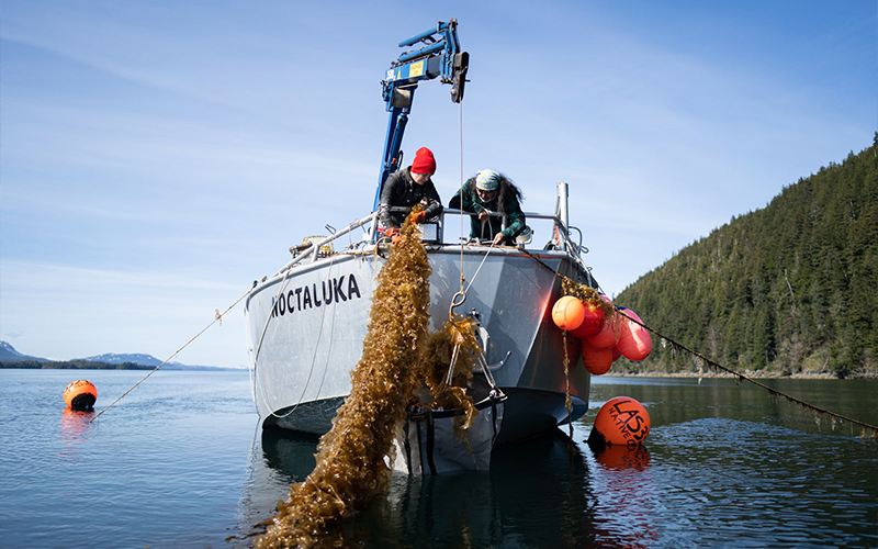 Two people hang over the edge of a gray boat, pulling kelp up in a net