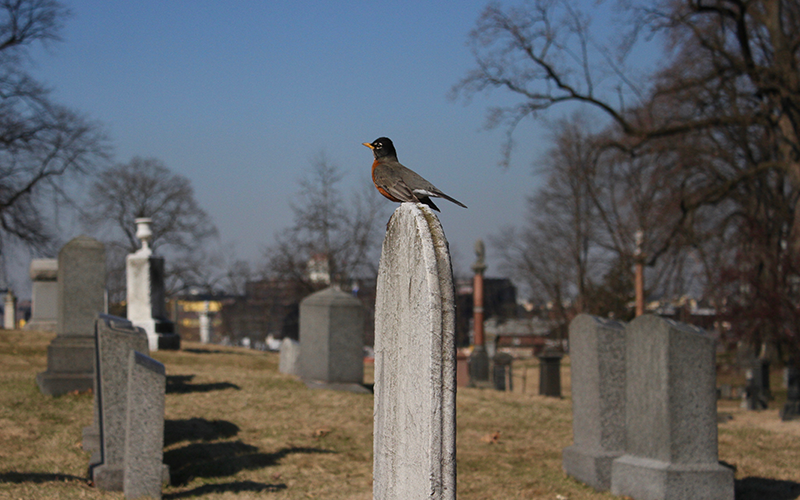 A robin atop a tombstone