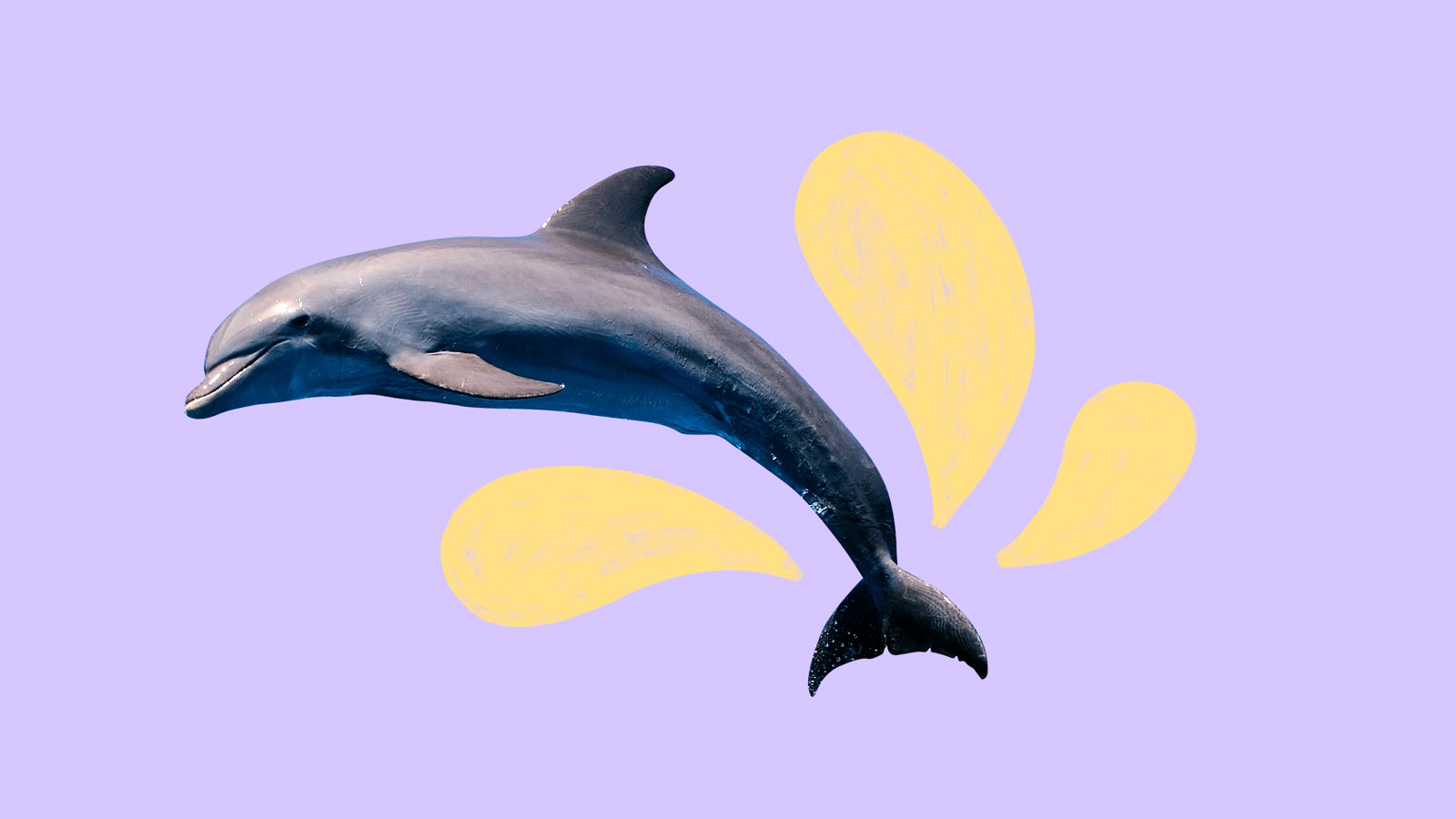 Collage of dolphin jumping with purple background