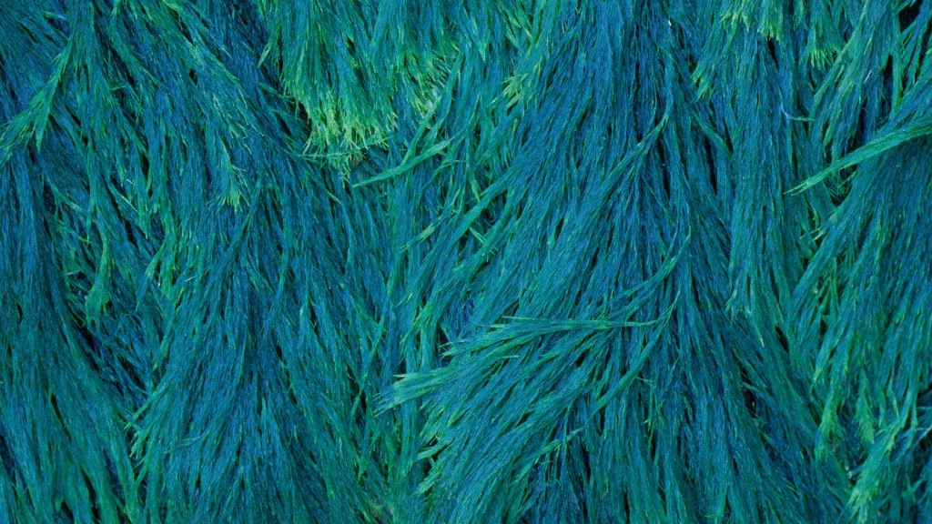 Close-up of blue-green seaweed
