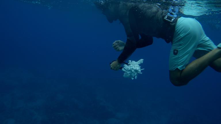 A diver swims just below the ocean's surface holding a fractal-like object
