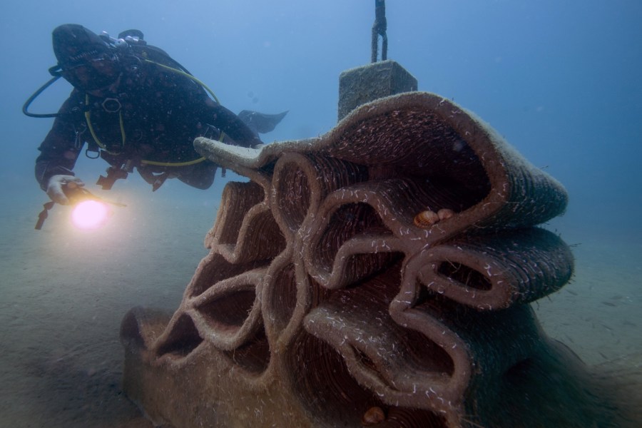 An artificial reef off the southern coast of France,