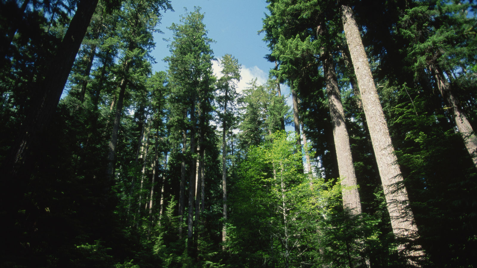 An old-growth forest of Douglas firs in Oregon