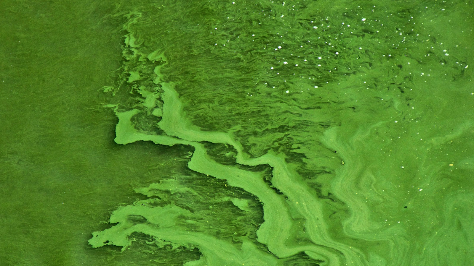 Aerial view of green algae swirls