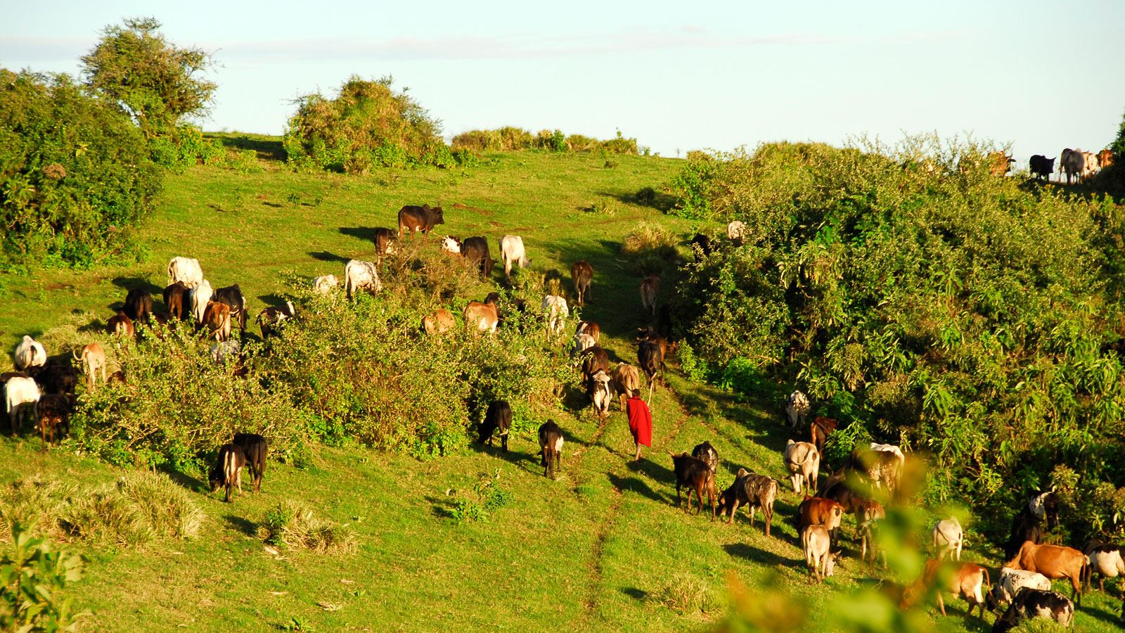 Maasai herder walks with cattle in late afternoon