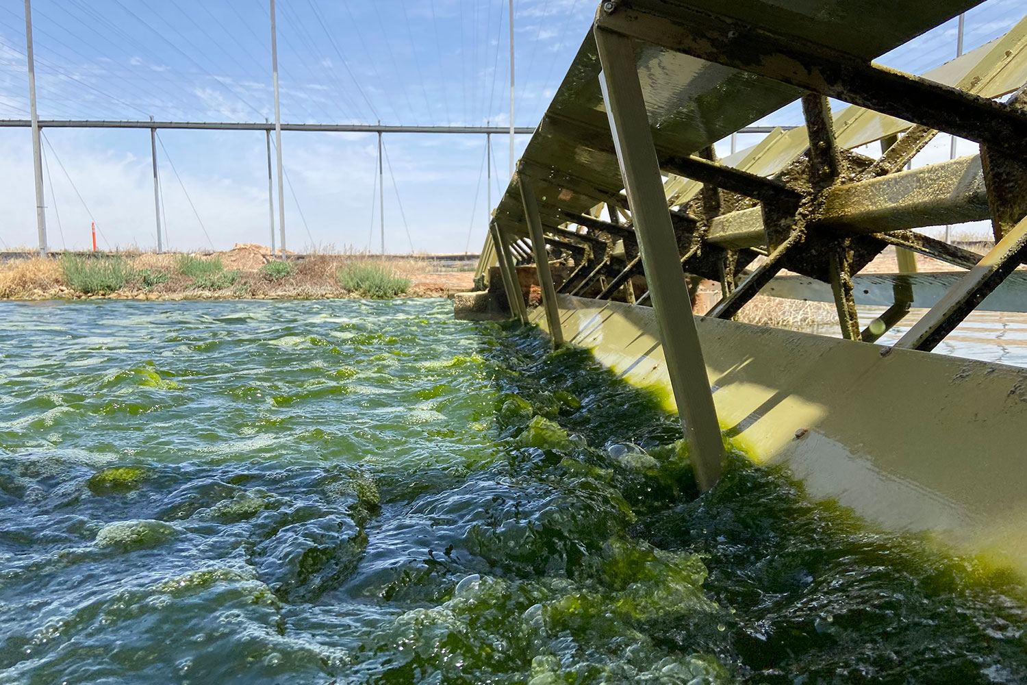 Green algae-filled water churns and bubbles against paddlewheel