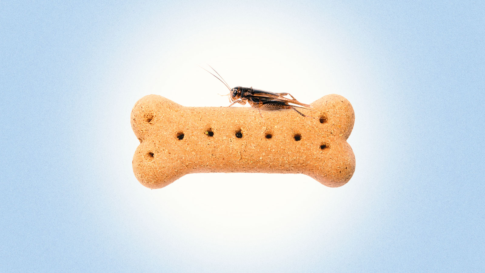 Illustration of cricket sitting atop a dog biscuit against a light blue background