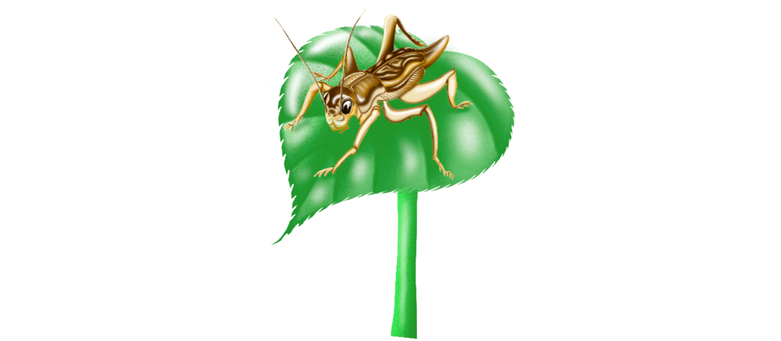 Illustration of cricket sitting on leaf