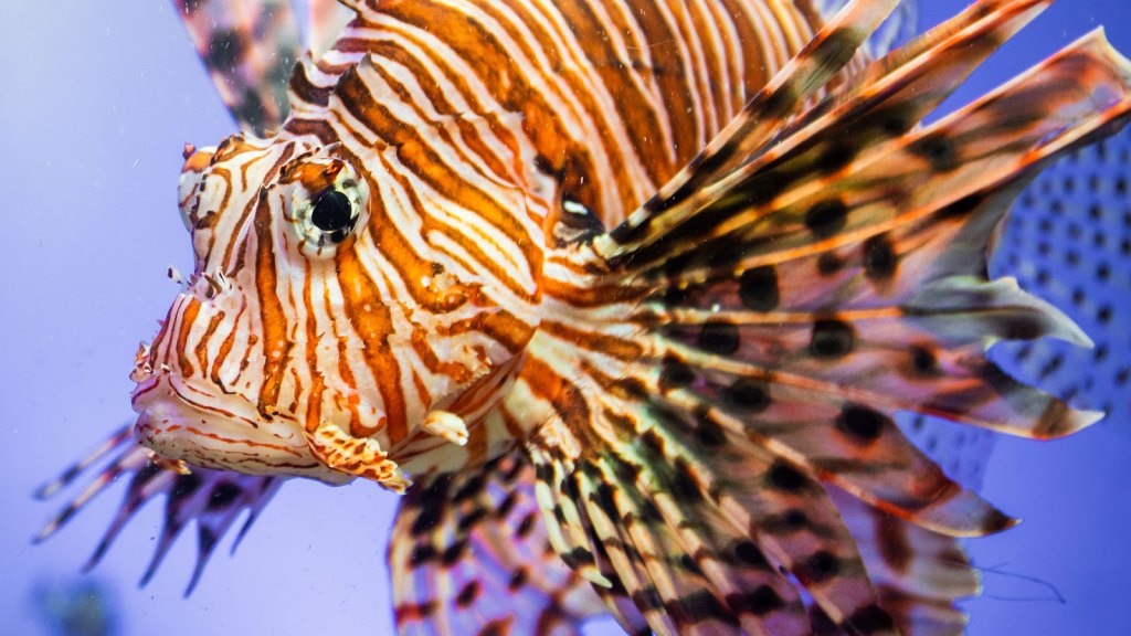 Close-up of lionfish underwater