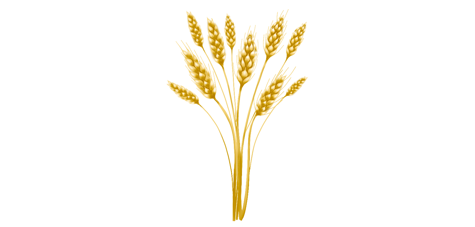 Illustration of grain