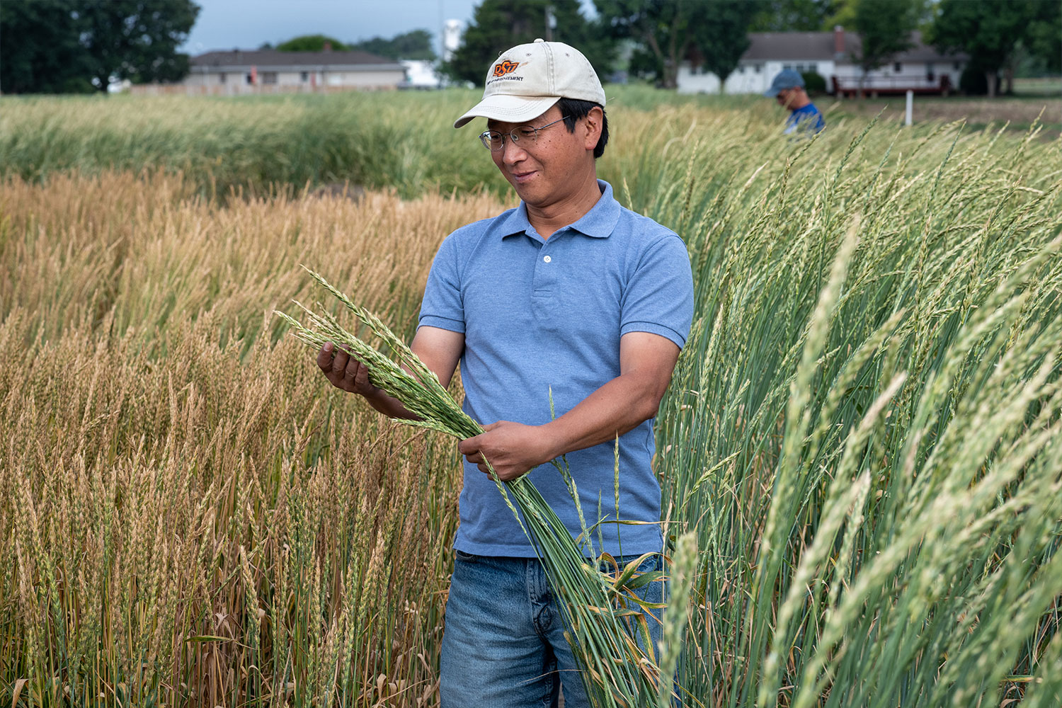 Man standing in wheat field holds wheat in his hands