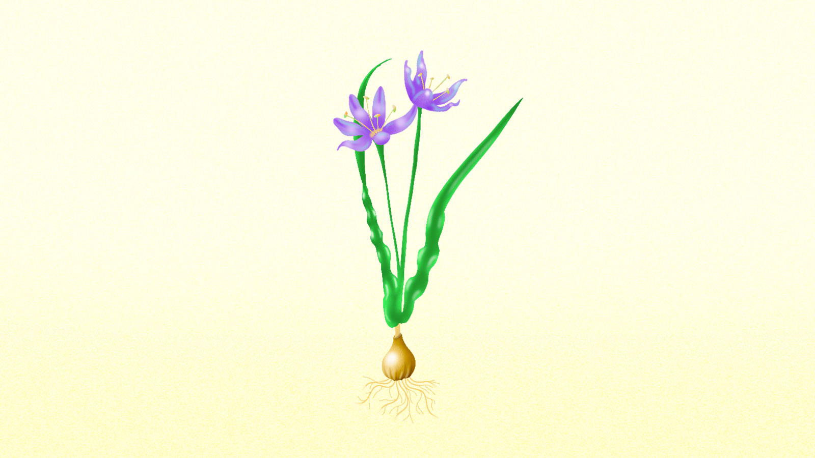 Illustration of camas plant with purple flowers and brown bulb on cream background