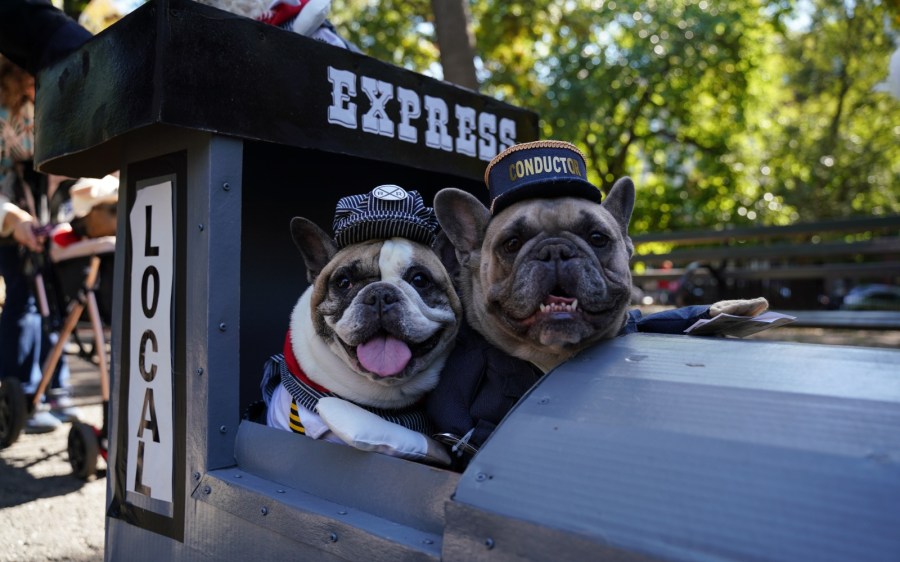 Two smiling dogs in conductor costumes sit in a makeshift train as part of a Halloween parade.