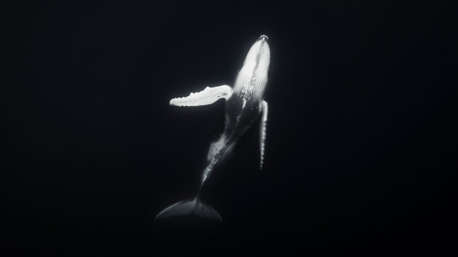 Black and white photo of a whale “dancing” beneath the ocean's surface.